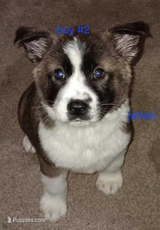 Atlas – Akita puppy for sale in Kansas City, MO