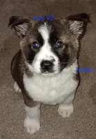 Atlas, a male Akita for sale in Kansas City, MO – 1 of 1