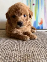 Pistachio , a male Miniature Goldendoodle for sale in San Jose, CA – 1 of 4