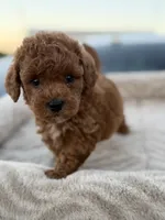 Rodeo, a male Maltipoo for sale in San Jose, CA – 5 of 5