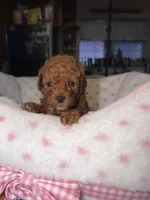 CHOCO-LATTE TEDY BEAR FACE , a male Maltipoo for sale in San Jose, CA – 1 of 1
