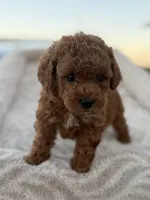 Rodeo, a male Maltipoo for sale in San Jose, CA – 2 of 5