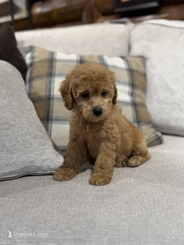 Rockyroad  – Miniature Goldendoodle puppy for sale in San Jose, CA