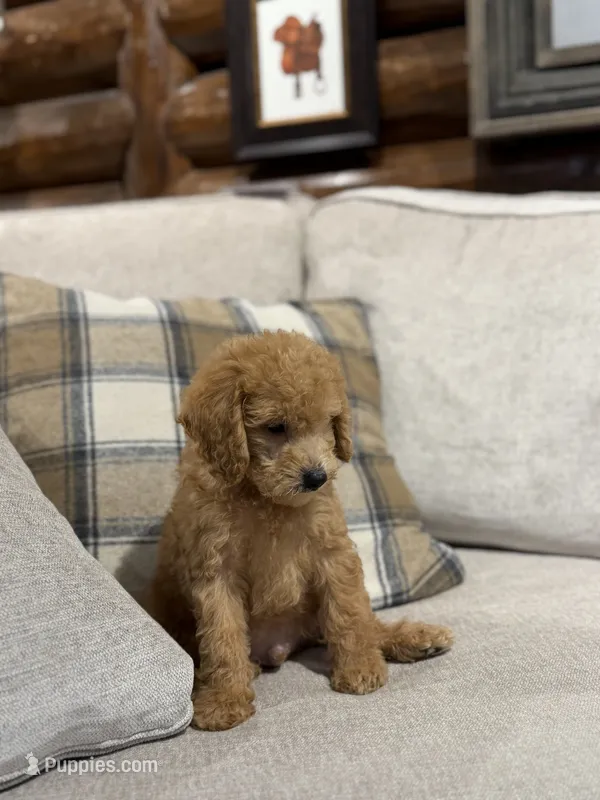 Pistachio  – Miniature Goldendoodle puppy for sale in San Jose, CA