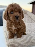 Rodeo, a male Maltipoo for sale in San Jose, CA – 1 of 5