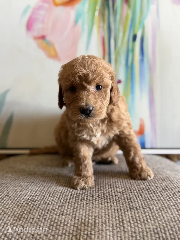 Rockyroad  – Miniature Goldendoodle puppy for sale in San Jose, CA