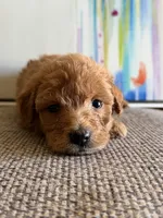 Pistachio , a male Miniature Goldendoodle for sale in San Jose, CA – 4 of 4