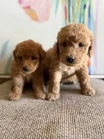 Pistachio , a male Miniature Goldendoodle for sale in San Jose, CA – 2 of 4