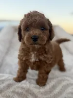 Rodeo, a male Maltipoo for sale in San Jose, CA – 3 of 5
