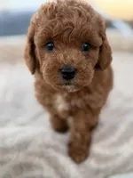 Rodeo, a male Maltipoo for sale in San Jose, CA – 4 of 5