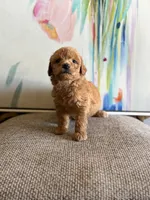 Rockyroad , a male Miniature Goldendoodle for sale in San Jose, CA – 2 of 3