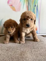Pistachio , a male Miniature Goldendoodle for sale in San Jose, CA – 3 of 4
