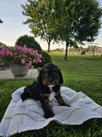 Buster , a male Cavapoo for sale in Fort Wayne, IN – 4 of 4