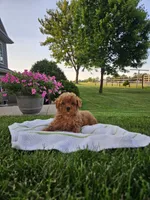 Kaylee , a female Poodle - Miniature  for sale in Fort Wayne, IN – 2 of 3