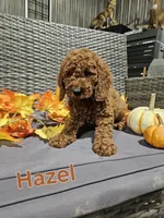Hazel , a female Goldendoodle for sale in Fort Wayne, IN – 2 of 2