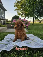 Kelly, a female Poodle - Miniature  for sale in Fort Wayne, IN – 2 of 4