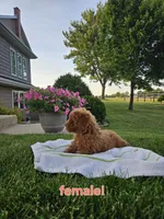 Kaylee , a female Poodle - Miniature  for sale in Fort Wayne, IN – 3 of 3