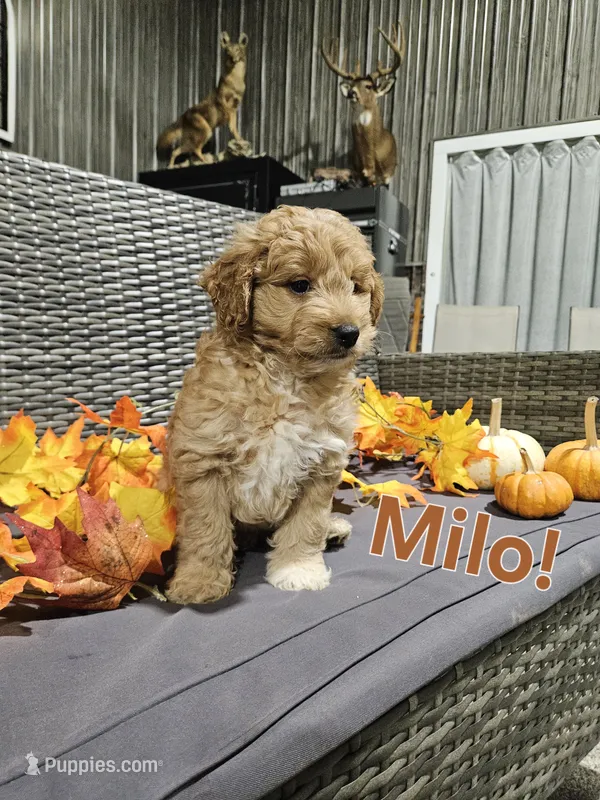 Milo – Goldendoodle puppy for sale in Fort Wayne, IN