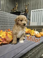 Milo, a male Goldendoodle for sale in Fort Wayne, IN – 1 of 2
