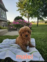 Charlie , a female Poodle - Miniature  for sale in Fort Wayne, IN – 2 of 3