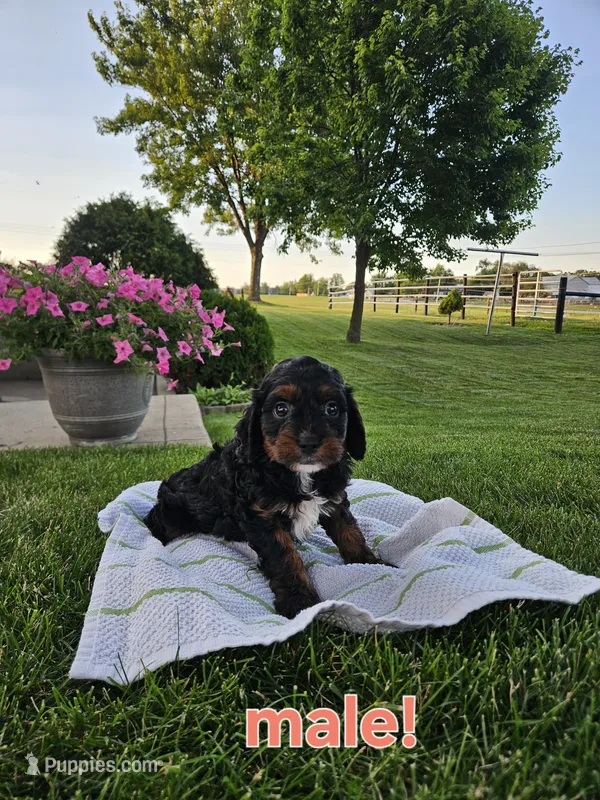 Buster  – Cavapoo puppy for sale in Fort Wayne, IN