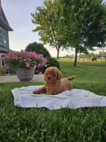 Kaylee , a female Poodle - Miniature  for sale in Fort Wayne, IN – 1 of 3