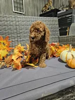 Zoey, a female Goldendoodle for sale in Fort Wayne, IN – 2 of 2
