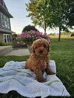Charlie , a female Poodle - Miniature  for sale in Fort Wayne, IN – 3 of 3