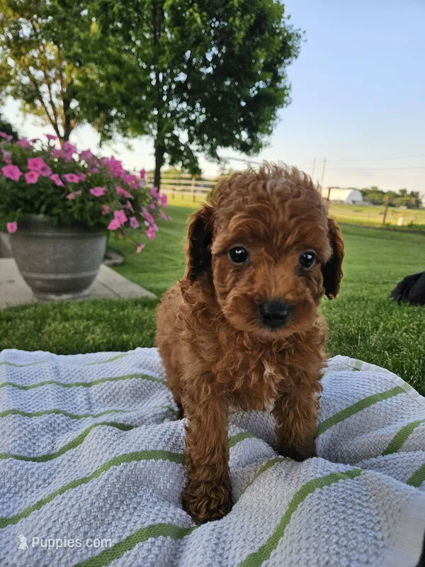 Kelly – Poodle - Miniature  puppy for sale in Fort Wayne, IN