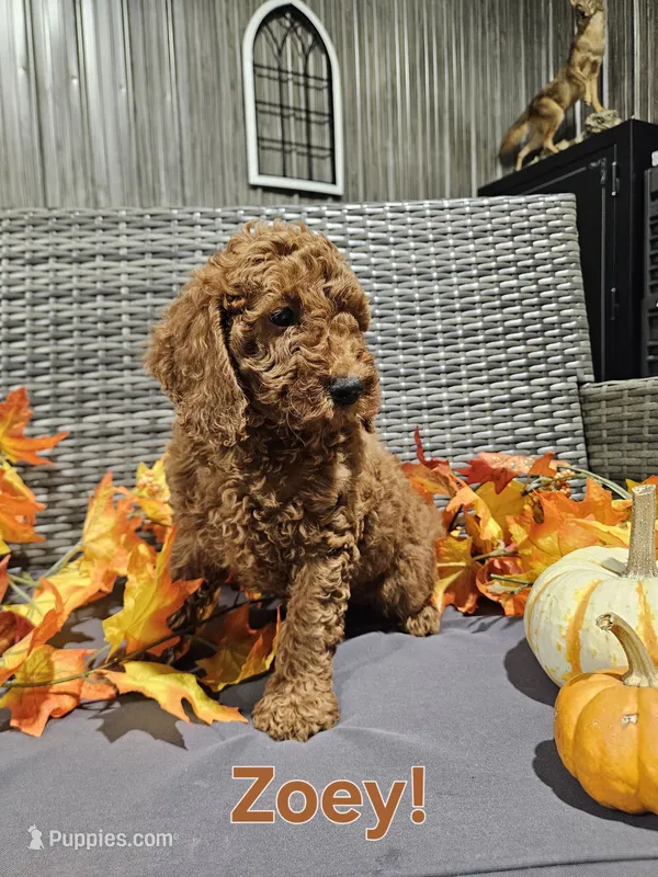 Zoey – Goldendoodle puppy for sale in Fort Wayne, IN