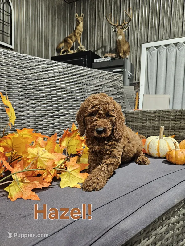 Hazel  – Goldendoodle puppy for sale in Fort Wayne, IN