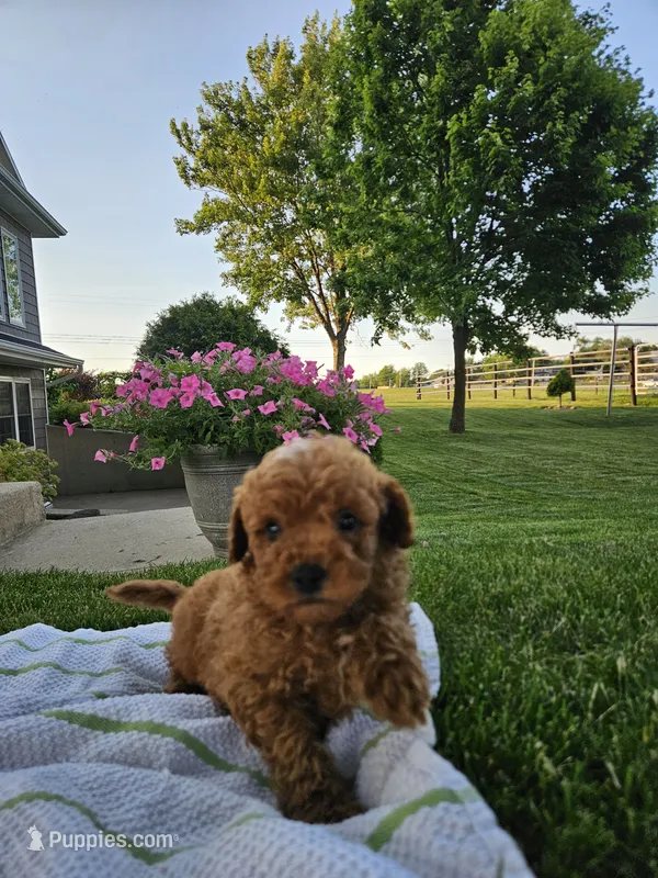 Charlie  – Poodle - Miniature  puppy for sale in Fort Wayne, IN