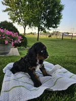 Buster , a male Cavapoo for sale in Fort Wayne, IN – 3 of 4
