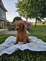 Kelly, a female Poodle - Miniature  for sale in Fort Wayne, IN – 4 of 4