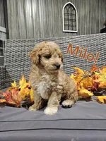 Milo, a male Goldendoodle for sale in Fort Wayne, IN – 2 of 2