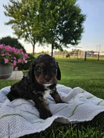 Buster , a male Cavapoo for sale in Fort Wayne, IN – 2 of 4