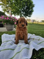 Kelly, a female Poodle - Miniature  for sale in Fort Wayne, IN – 3 of 4
