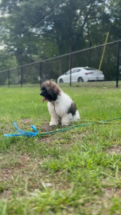 Benjamin, a male Havanese for sale in Atlanta, GA – 8 of 8