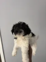 Female 1, a female Havanese for sale in Birmingham, AL – Photo 3 of 7