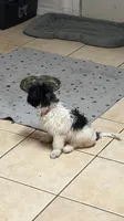 Brooklynn, a female Havanese for sale in Huntsville, AL – 2 of 9