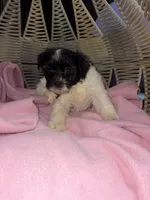 Puppy 1, a female Havanese for sale in Atlanta, GA – Photo 2 of 2