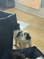 Brooklynn, a female Havanese for sale in Huntsville, AL – 3 of 9