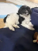 Female 1, a female Havanese for sale in Birmingham, AL – Photo 5 of 7