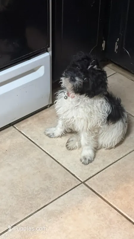 Brooklynn – Havanese puppy for sale in Atlanta, GA
