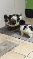 Brooklynn, a female Havanese for sale in Huntsville, AL – 4 of 9