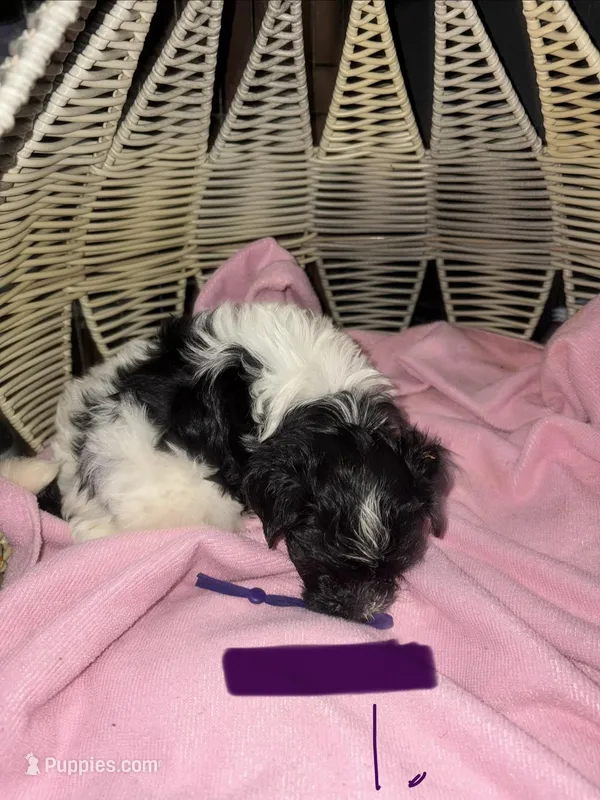 Puppy 1 – Havanese puppy for sale in Atlanta, GA