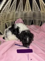 Puppy 1, a female Havanese for sale in Atlanta, GA – Photo 1 of 2