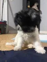 Female 1, a female Havanese for sale in Birmingham, AL – Photo 6 of 7