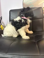 Brooklynn, a female Havanese for sale in Atlanta, GA – Photo 5 of 9