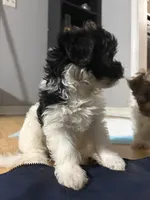 Female 1, a female Havanese for sale in Birmingham, AL – Photo 4 of 7